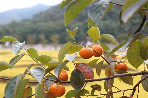 柿の木 風水|秋においしい柿は実は縁起物！？その理由や由来と効果について。